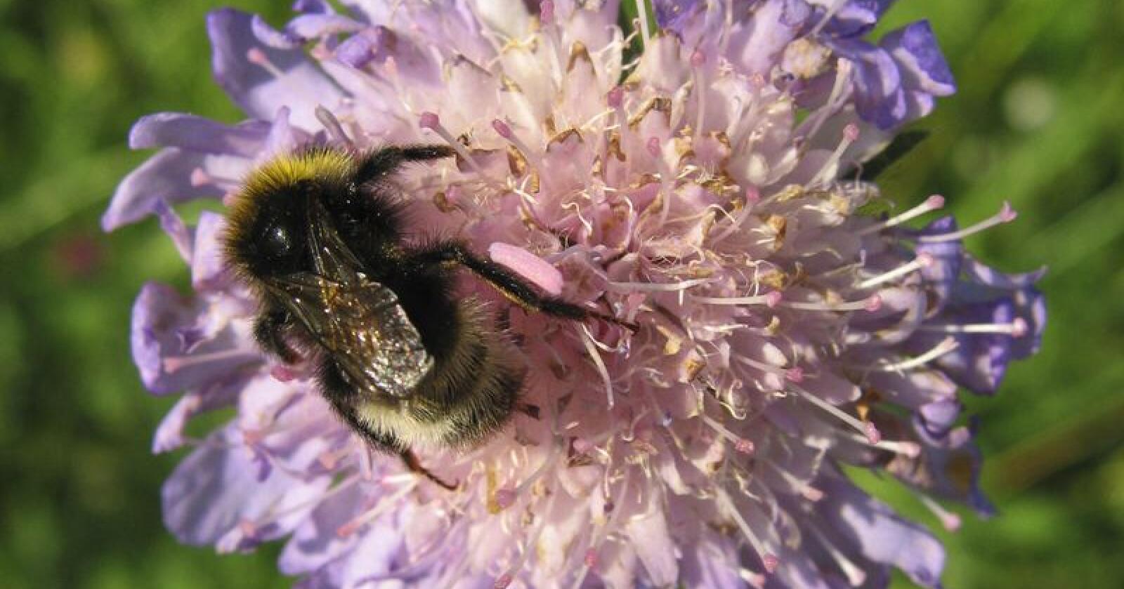 Humler er blant dei viktigaste pollinerarane i landbruksdyrkinga.
Foto: Lise Åserud / NTB scanpix / NPK 