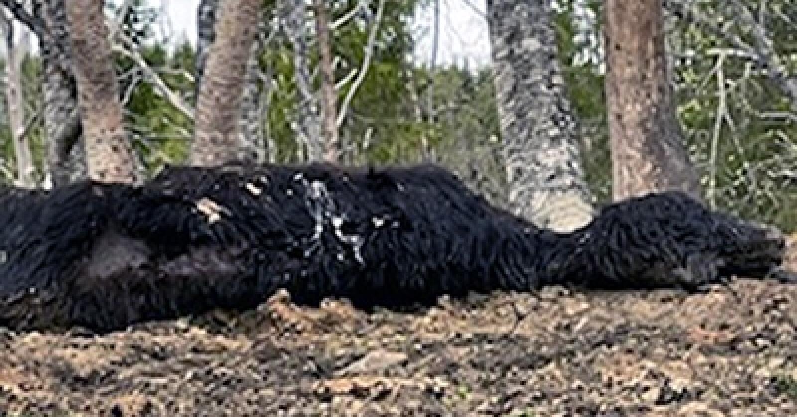 Kadaver av storfe liggende i skogen i Tjeldsund kommune. Dyreholdet er vedtatt avviklet. Foto: Privat