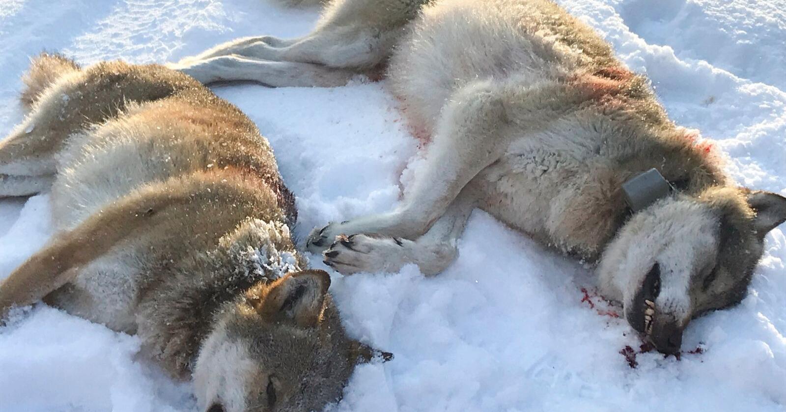 Den omstridte ulvejakten på Slettås-flokken i Trysil startet første nyttårsdag med at to ulver ble skutt få timer etter at jakten startet klokken 10. Foto: Ole Martin Norderhaug / NTB scanpix