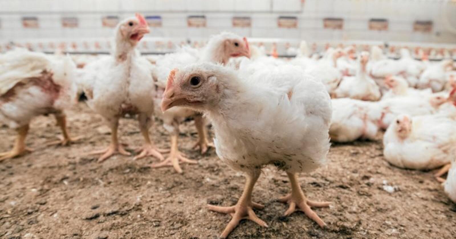Titusenvis av kyllinger ble slaktet etter salmonellautbrudd sør i Sverige. Illustrasjonsfoto: Vidar Sandnes