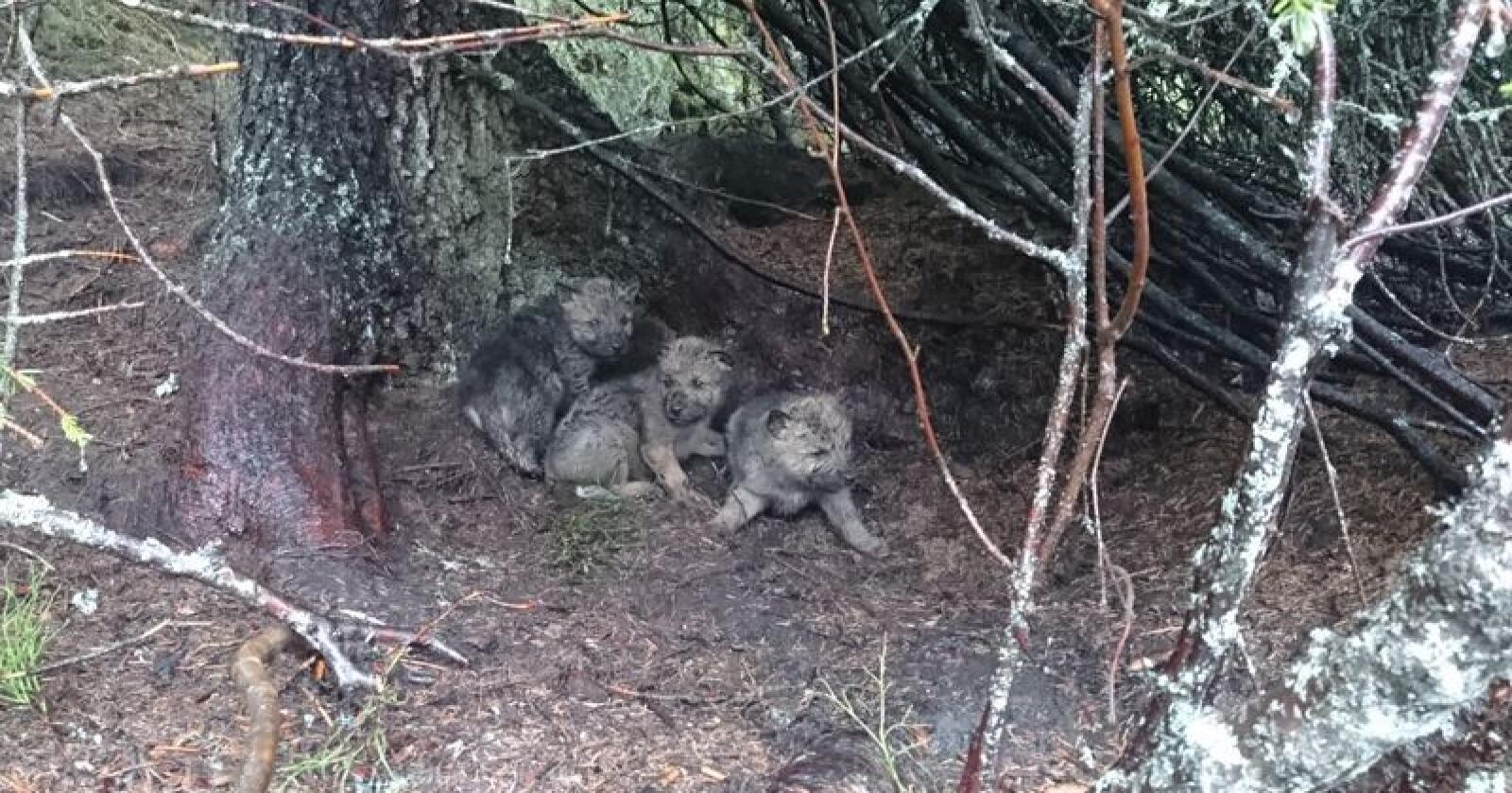 Tre ulvevalper i Osdalenreviret fotografert av Statens Naturoppsyn i 2017. Foto: Statens Naturoppsyn / NTB scanpix