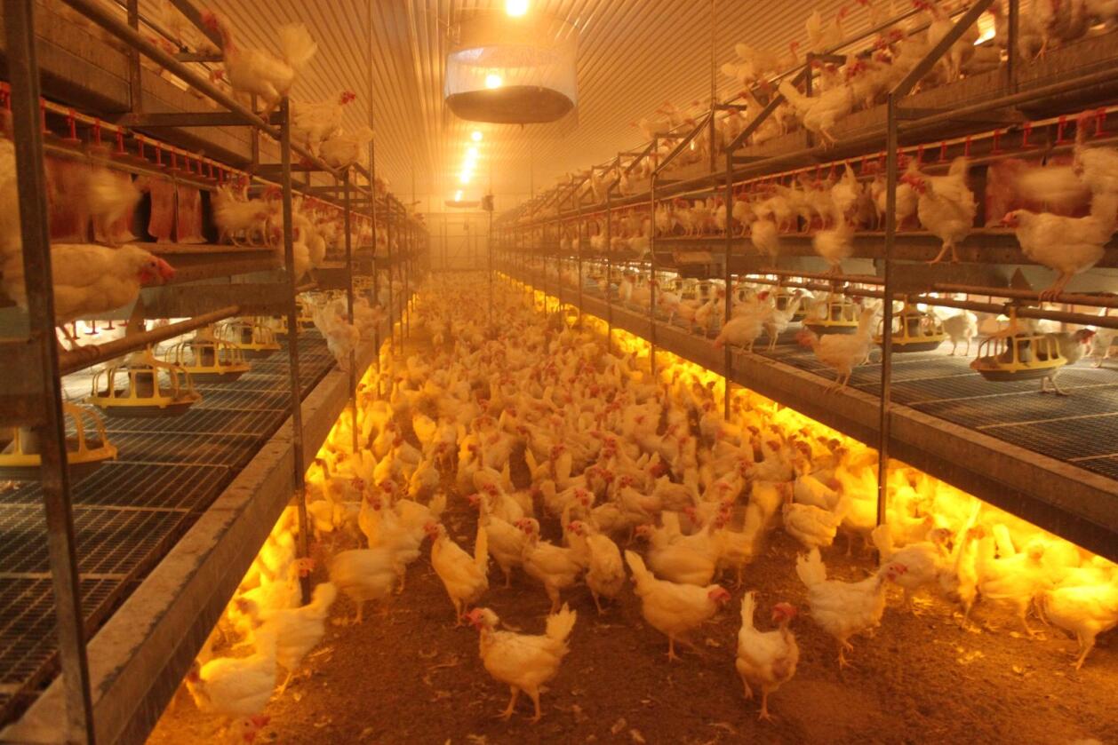 Det avlives nå 37 000 svenske verpehøner etter at H5N8-viruset har blitt påvist i besetningen. Viruset er ikke påvist i noen norsk besetning som dette bildet er hentet fra. 