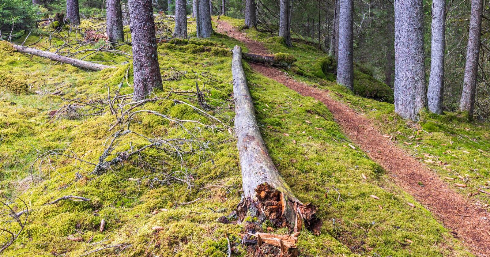 Mer effektivt: Hvis klimatiltak skal prioriteres, må skogen brukes mer effektivt til å binde CO2, skriver innsenderen. Foto: Mostphotos