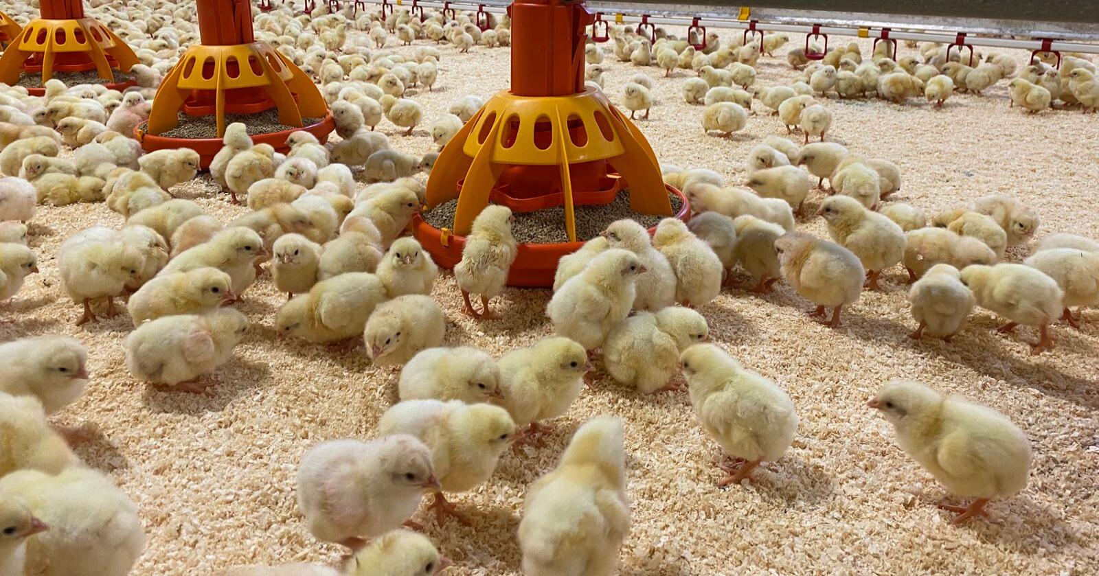 Dyrevernorganisasjonen Anima jobber for å få produsenter til å fase ut kyllingrasen Ross 308. Foto: Camilla Mellemstrand