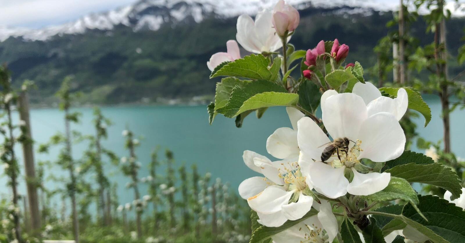Vil epledyrkerne i Hardanger bruke Beskyttede betegnelser i sitt arbeid med bærekraft i fremtiden? spør kronikkforfatterne. Foto: Kjersti Kildahl