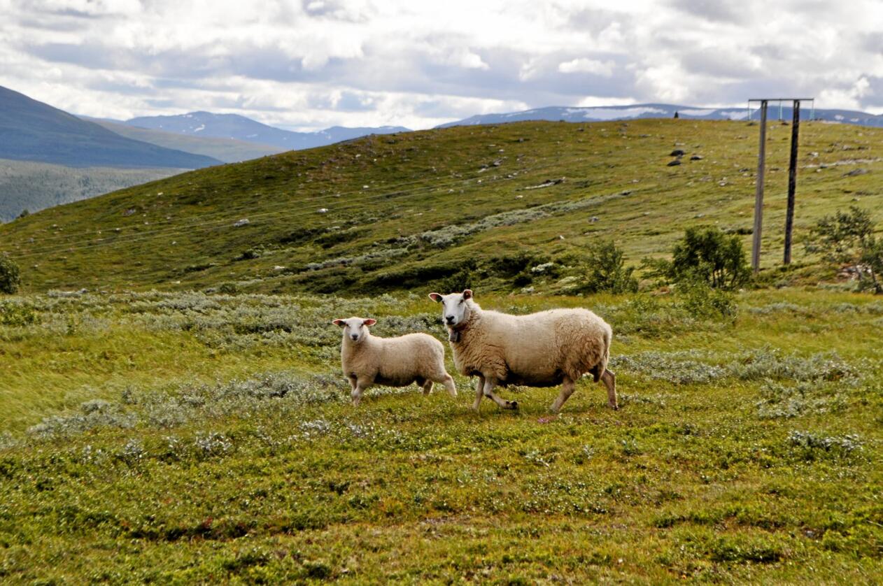 Utmarksressursar: Sauer og kyr kan nyttiggjera seg av dei enorme utmarksressursane i Noreg. Foto: Hilde Lysengen Havro