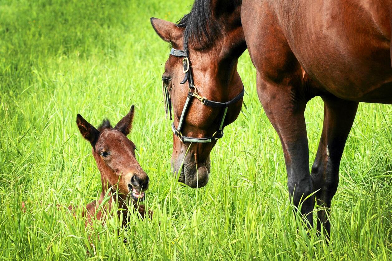 Velferd: Forskriftene for velferd for hest er ikke gode nok, skriver Inger Lise Andersen i Rådet for dyreetikk. Foto: Siri Juell Rasmussen