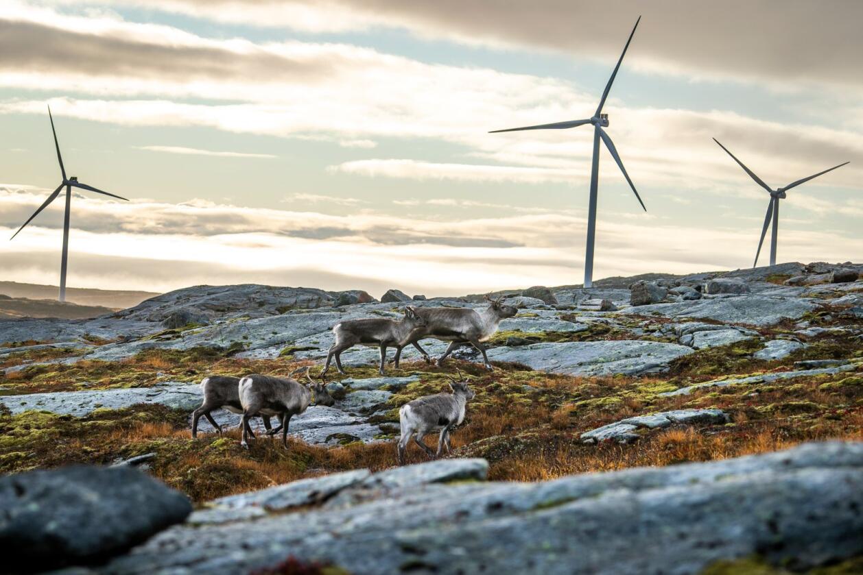 Fosen: Reindrifta mener konsesjonen som er gitt til vindkraftutbygging på Øyfjellet i Vefsn er ugyldig, på lik linje med Fosen-dommen fra Høyesterett. Foto: Heiko Junge / NTB