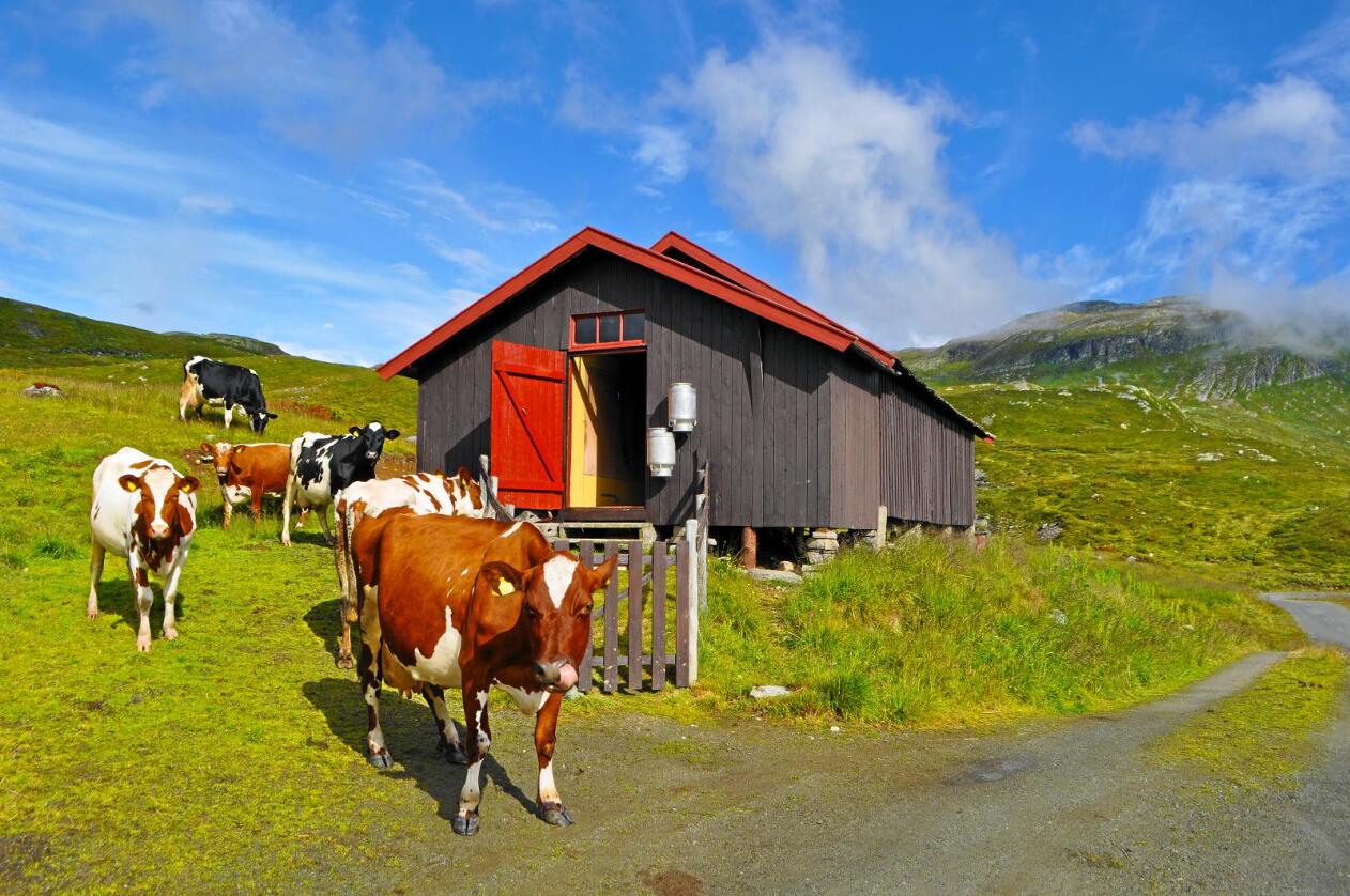 Kjøtt og mjølk: Desse mjølkekyrne, på Olø-stølen i Vang i Valdres, bidreg også med kjøttproduksjon. Det gjer norsk kjøttproduksjon meir etisk og klimamessig berekraftig. Foto: Hilde Lysengen Havro