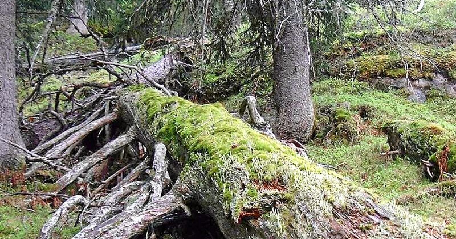 Livgivende: Det blir flere døde trær i skogen, i alle alderskategorier. Disse er viktige for artsmangfoldet. Foto: Naturvernforbundet