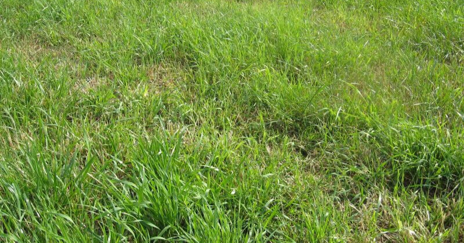 Nå er det store tørkeskader på graset mange steder. Arkivfoto: Norsk Landbruk