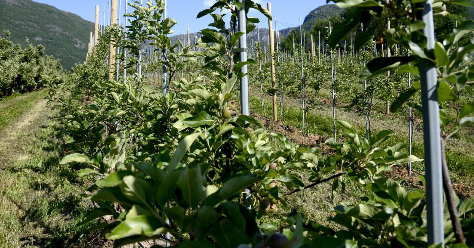 Frukttrær blir med mildere klima mer utsatt for angrep fra skadegjørere. Foto: Mariann Tvete
