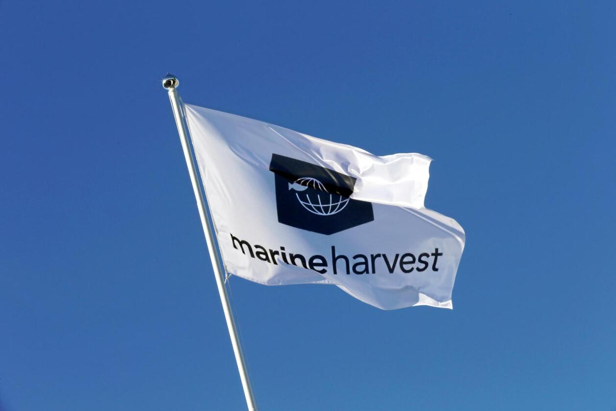 Fikk ikke medhold: Marine Harvest nådde ikke fram med sin sak mot staten. Foto: Vidar Ruud / NTB scanpix