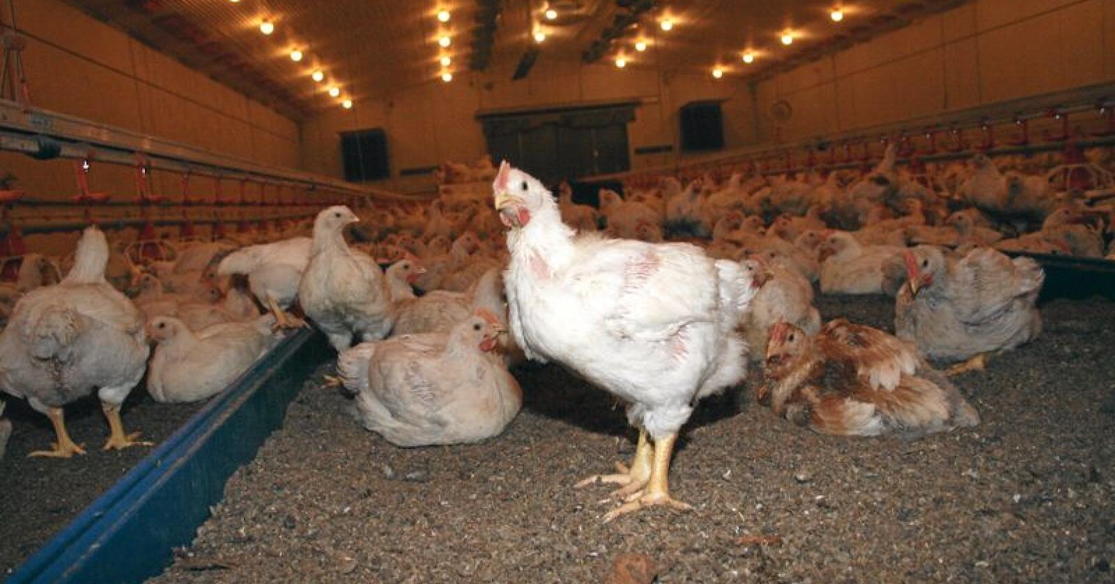 Forskjellar: Meir eksklusive, sakteveksande og utegåande kyllingvariantar har større risiko for å bli smitta av campylobacter-bakteriar enn konvensjonell kylling, ifølgje fagfolk, som nå testar ut kor store forskjellane er. Foto: Bjarne Bekkeheien Aase