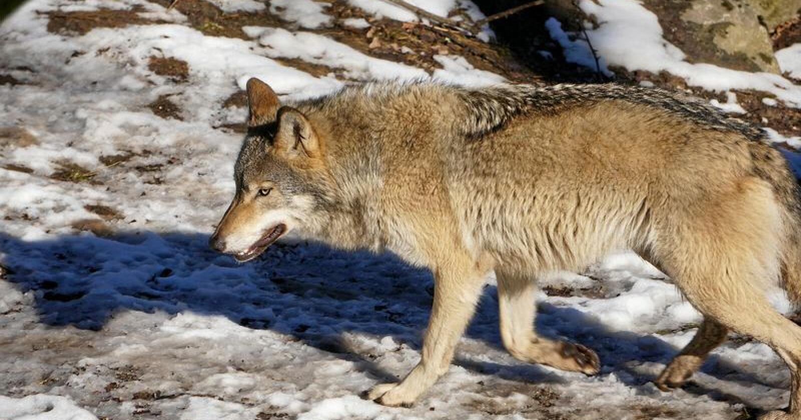 Det blir ikke åpning for å felle ulv på lisens i vinter. Foto: Pixabay