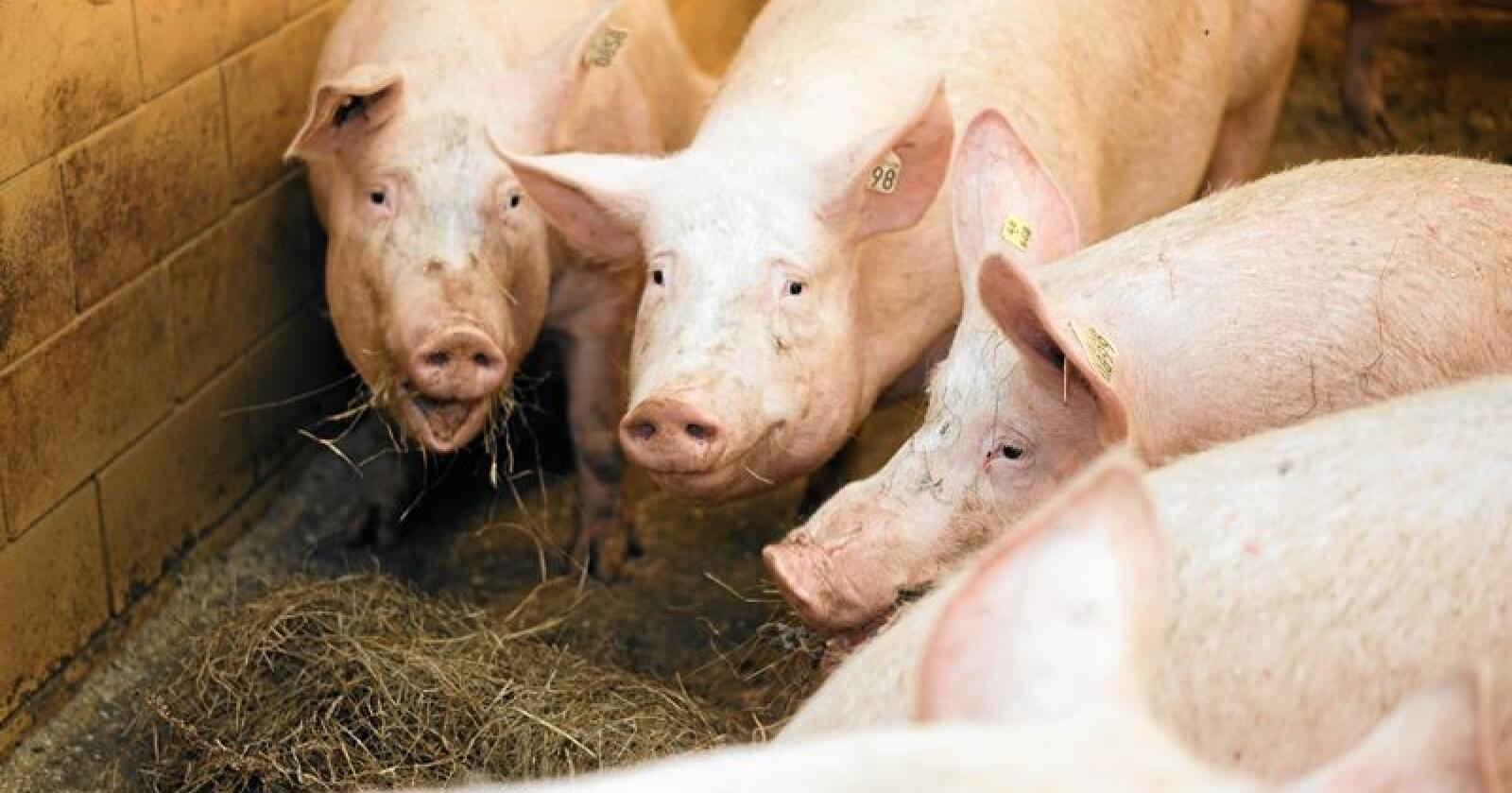 Tause: Mens debatten raser i kommentarfeltene om dyrevelferden i svinenæringen, er brasjen helt taus. Foto: Benjamin Hernes Vogl