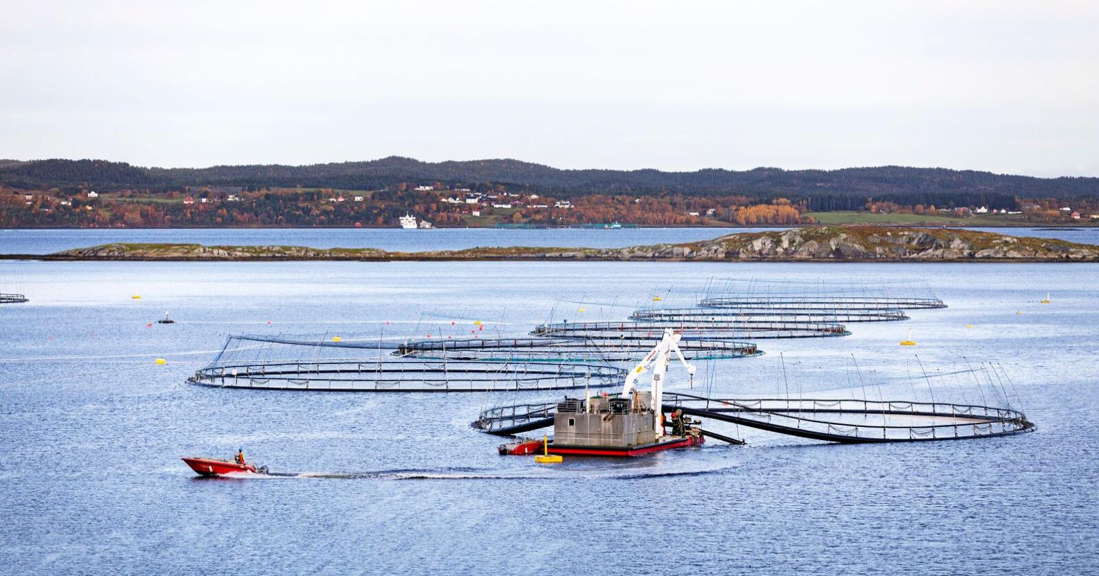 Lakseskatt: Naturgitte fortrinn for oppdrett gir havbruksnæringen en grunnrente. Foto: Gorm Kallestad/NTB scanpix