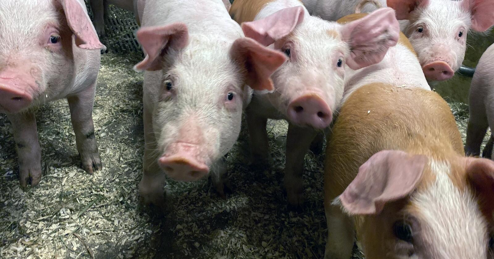 Fra gran til gris: Dette er noen av grisene som har vært med på de unike testforsøkene. (Foto: FK)