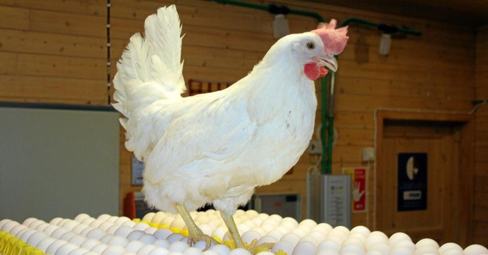 Høner som produserer egg får nå sitt eget velferdsprogram. Foto: Bjarne Bekkeheien Aase