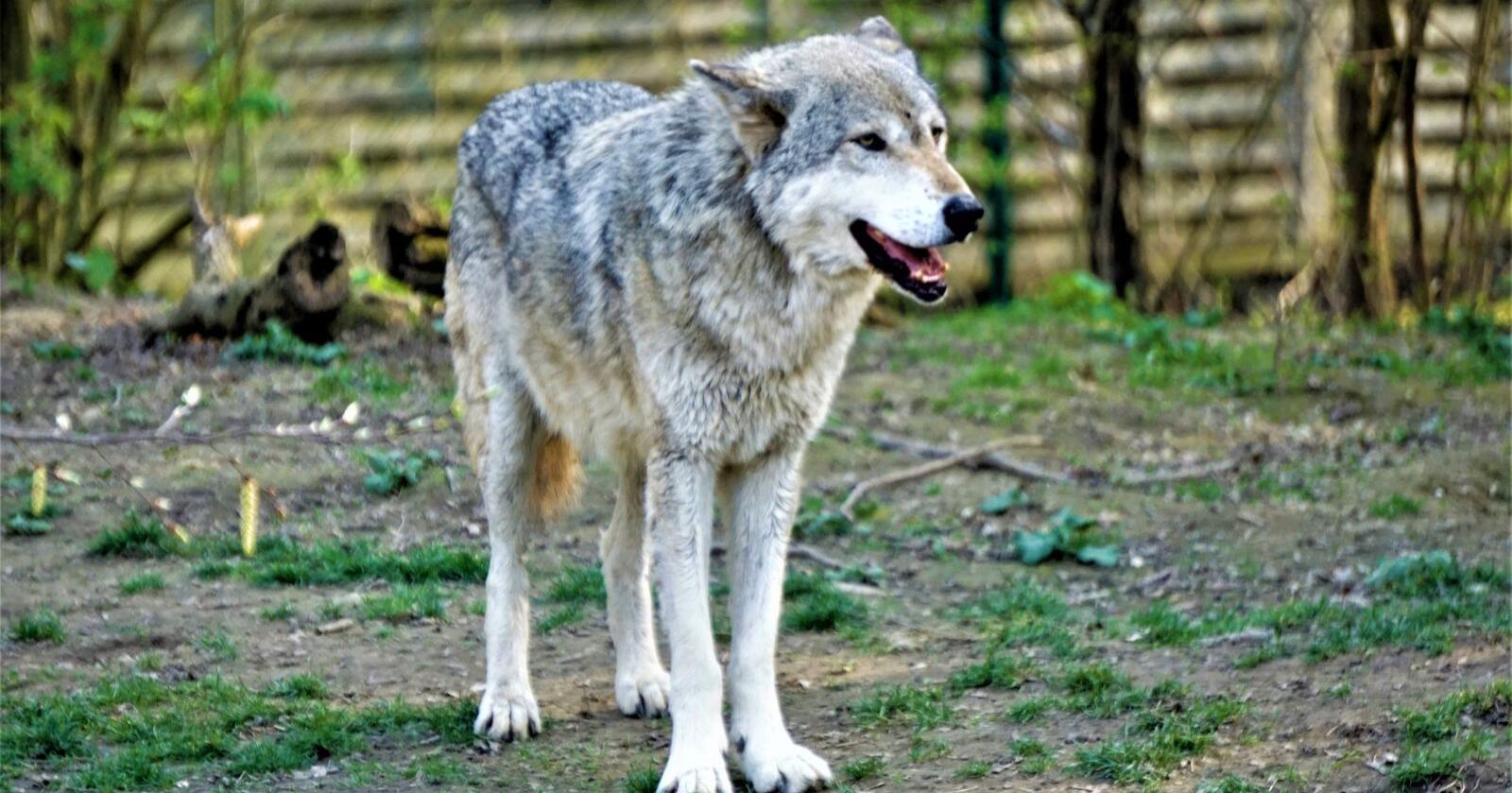 Svensk dyrepark slutter med ulver. Riksdagsvedtaket om kraftig reduksjon i ulvebestanden sies å være årsaken. Arkivfoto: Mostphoto