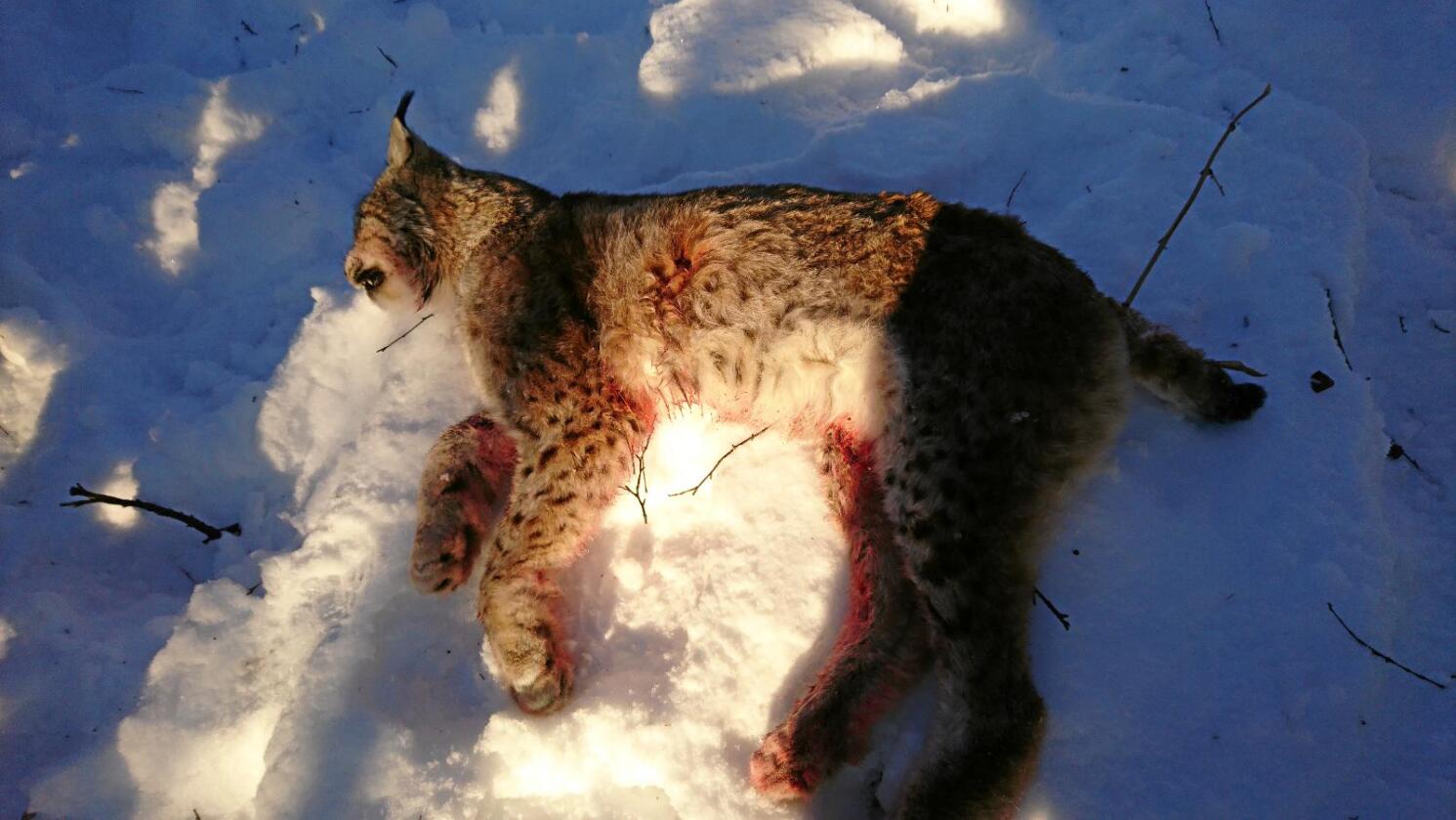 Tatt av dage: Gaupa som har herja i Troms de siste dagene, en hann på vel 20 kilo, ble skutt fredag. Foto: Privat