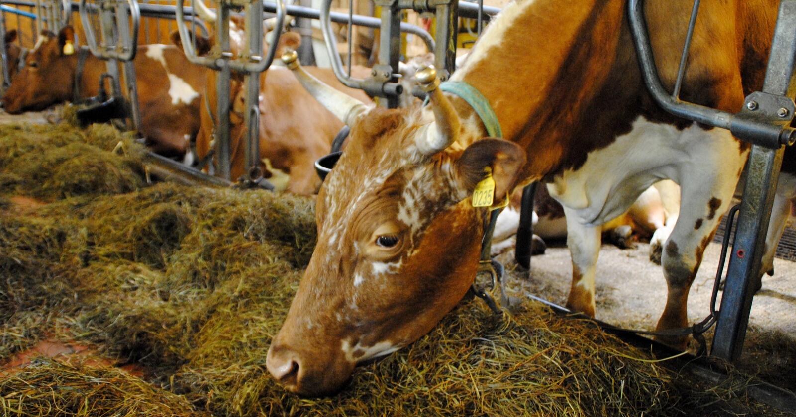 Et stort antall melkeprodusenter har fremdeles kyrne sine på bås, og det begynner å haste for ombygging til løsdriftsfjøs. Foto: Lars Bilit Hagen