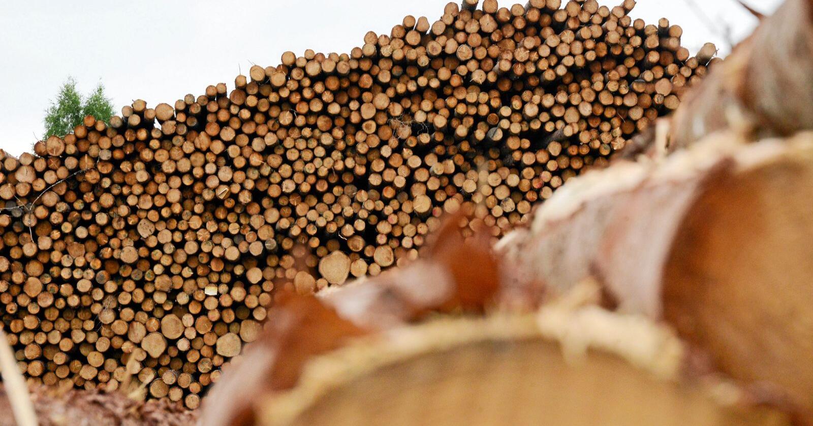 Seks av ti tømmerstokker eksporteres uforedlet. Dermed går Norge glipp av verdien som tilføres når råvaren videreforedles, skriver Une Bastholm. Foto: Siri Juell Rasmussen
