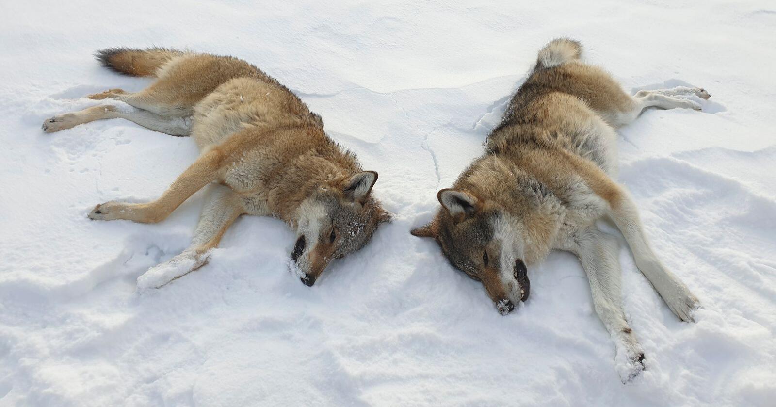 Det er åpnet for felling av totalt 28 ulver i innlandet, og ved 12-tiden søndag var totalt 10 ulver skutt. Foto: Statens Naturoppsyn / NTB