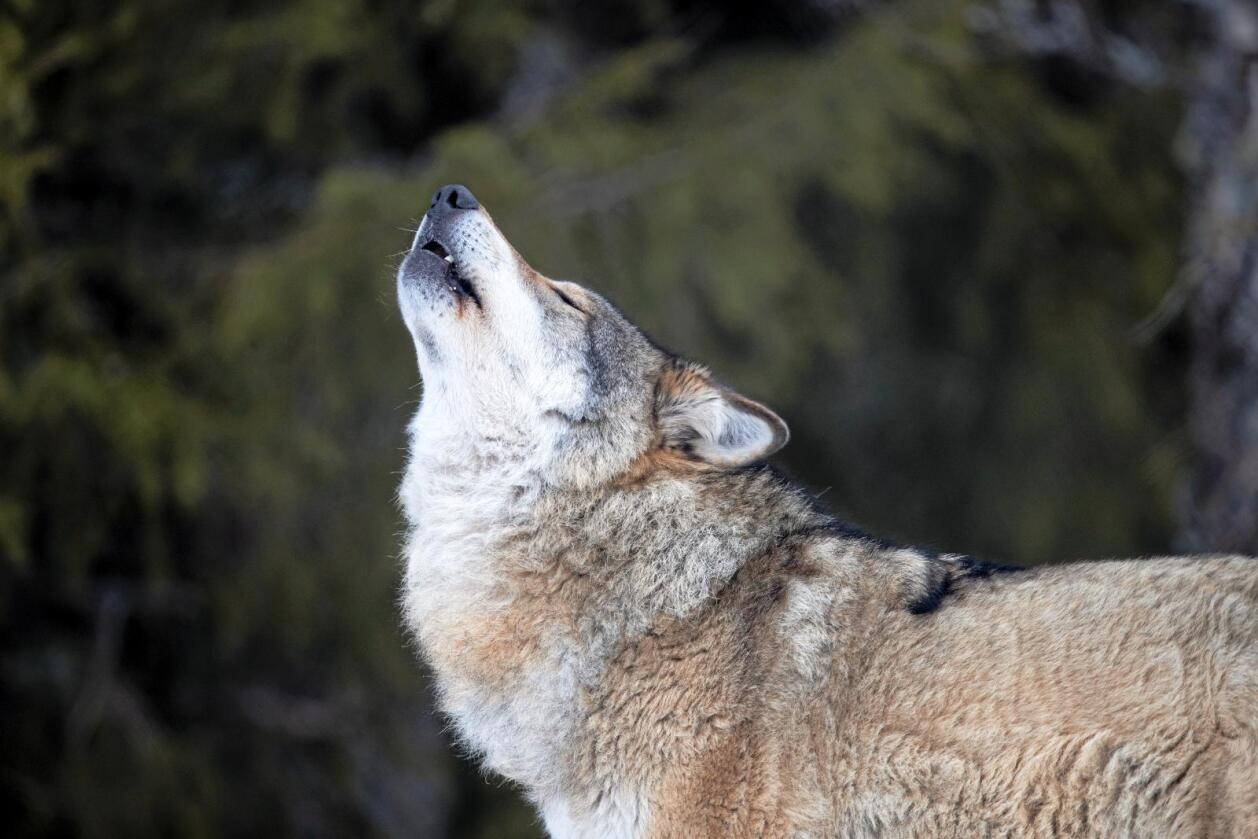 Norsk Sau og Geit mener det må tas ut nok en ulveflokk, sånn at fire flokker tas ut i løpet av vinteren. Foto Heiko Junge / NTB Scanpix