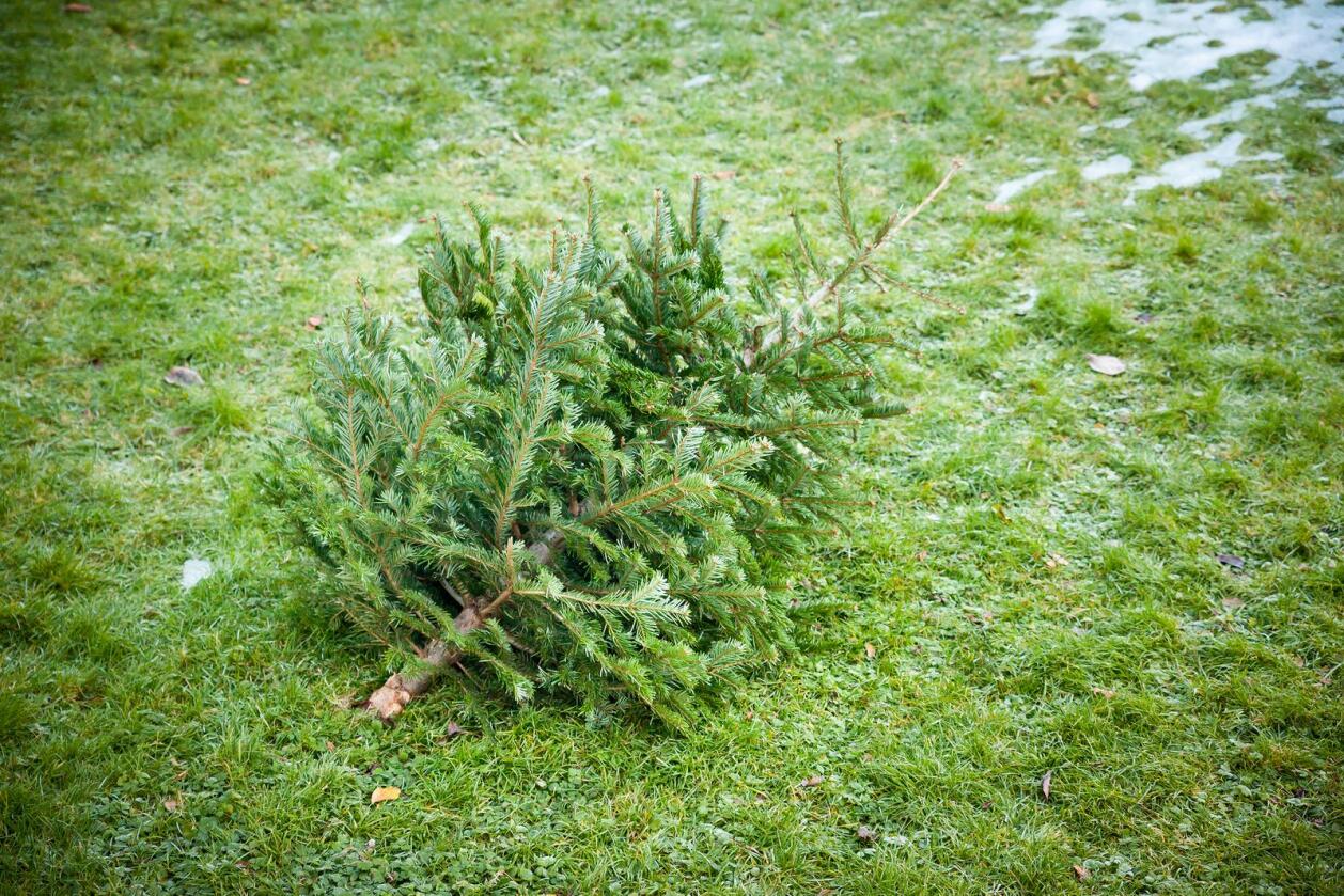 Juletreet ditt skal sorteres som hageavfall. Det kan leveres til et mottak eller til gjenvinningsstasjonen. Foto: Markus Gann/Mostphotos