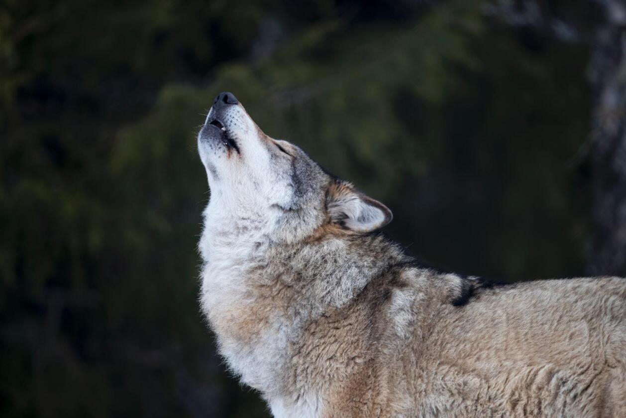 Det blir aldri færre enn 40 ulv i Hedmark, skriver forfatterne. Foto: Heiko Junge/NTB scanpix