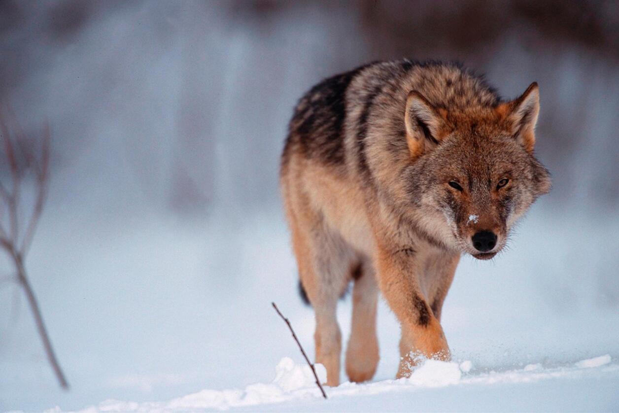 Det står ingen steder i Bernkonvensjonen at Norge må ha en levedyktig bestand av ulv. Men konvensjonen fastslår at vi må ha en bestand, og stiller strenge krav til når dyr kan felles. Foto: Staffan Widstrand