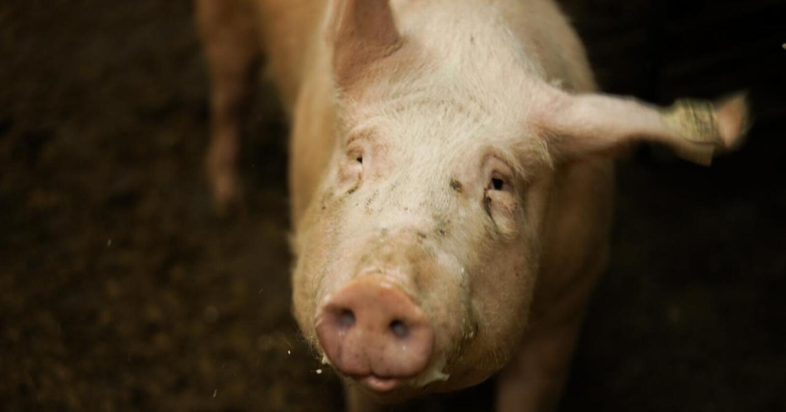 Ifølge Nortura har det totale salget av grillprodukter av svin hittil i år vært høyere enn de to foregående årene. Illustrasjonsfoto: Benjamin H. Vogl