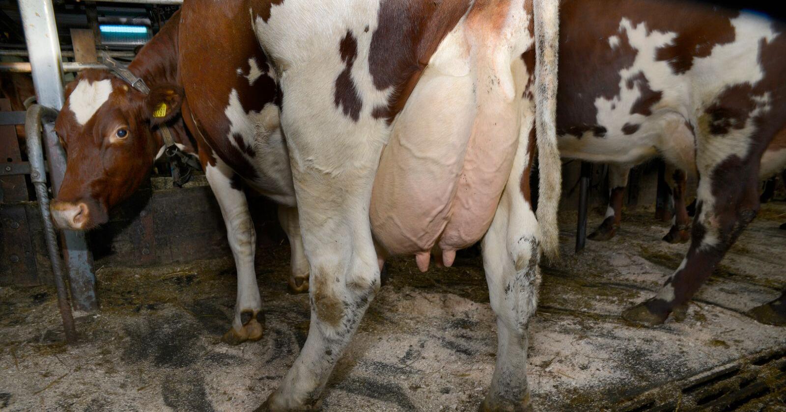 Ubehandlet melk fra kyr kan ha mange bakterier som kan gi sykdom hos mennesker. Foto: Mariann Tvete