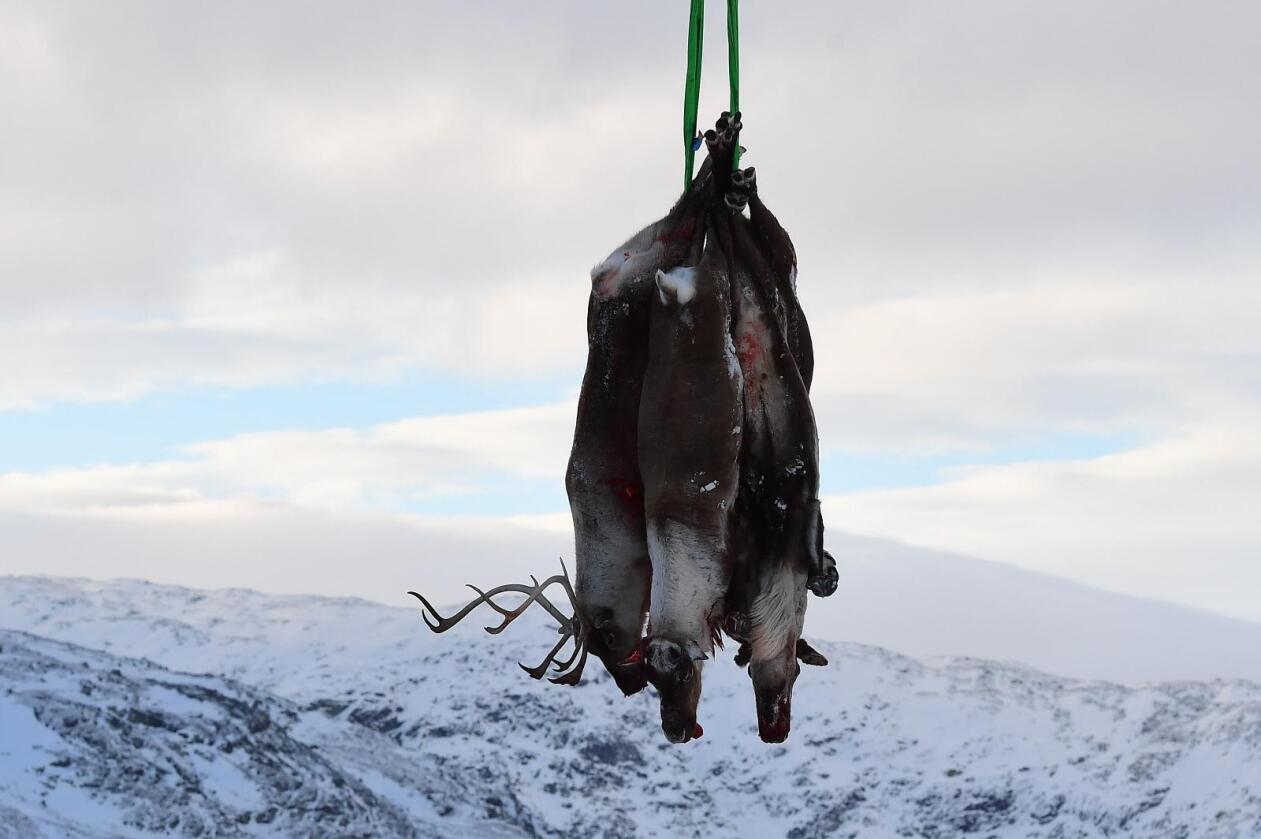 1.500 dyr skal felles under den statlige jakten. Dyrene fraktes til en basestasjon for prøvetaking ved Breistølen i Lærdal. Foto: Marit Hommedal / NTB scanpix