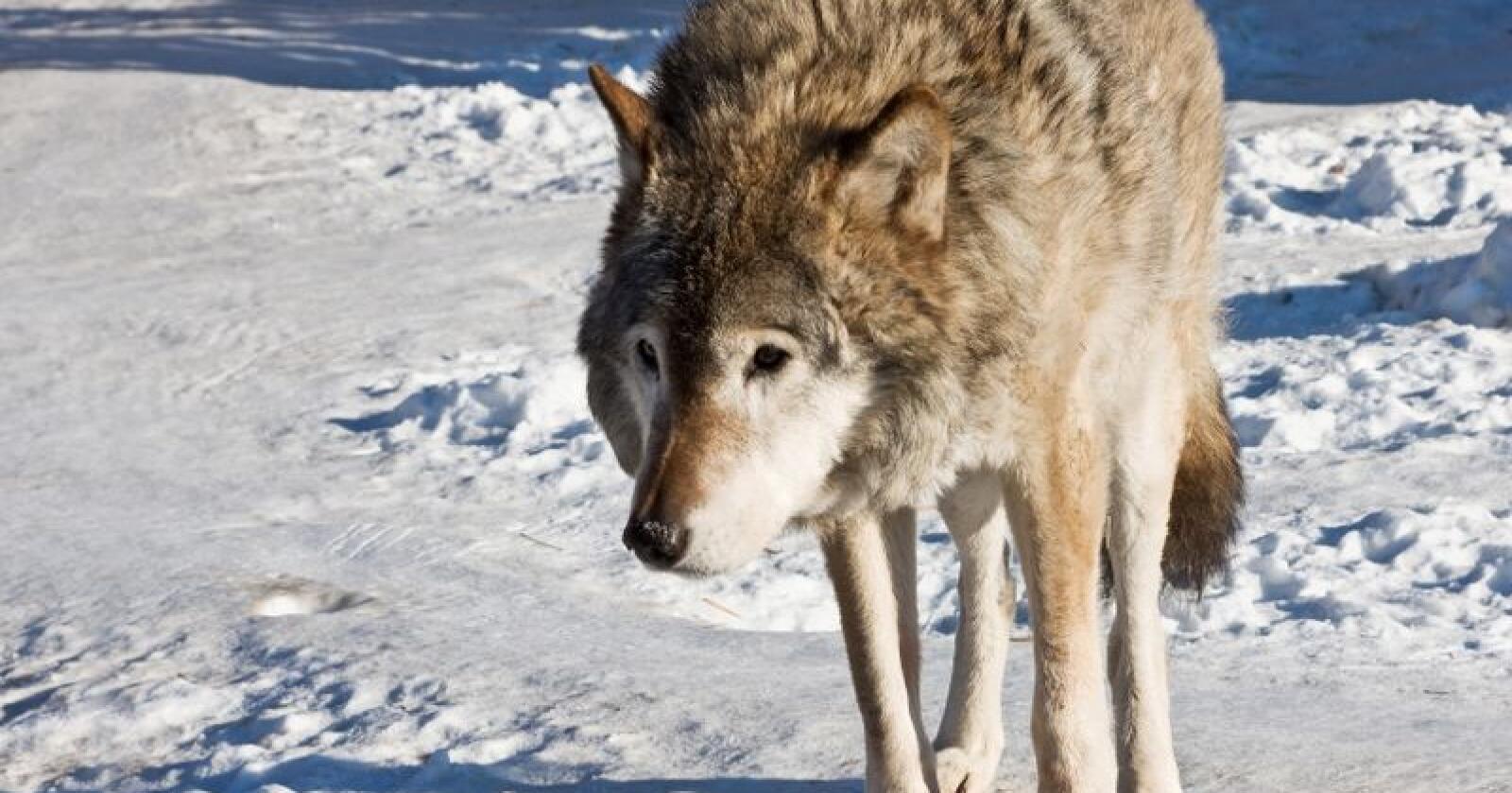 Det er gitt skadefellingstillatelse på én ulv i Finnmark. Foto: Colourbox