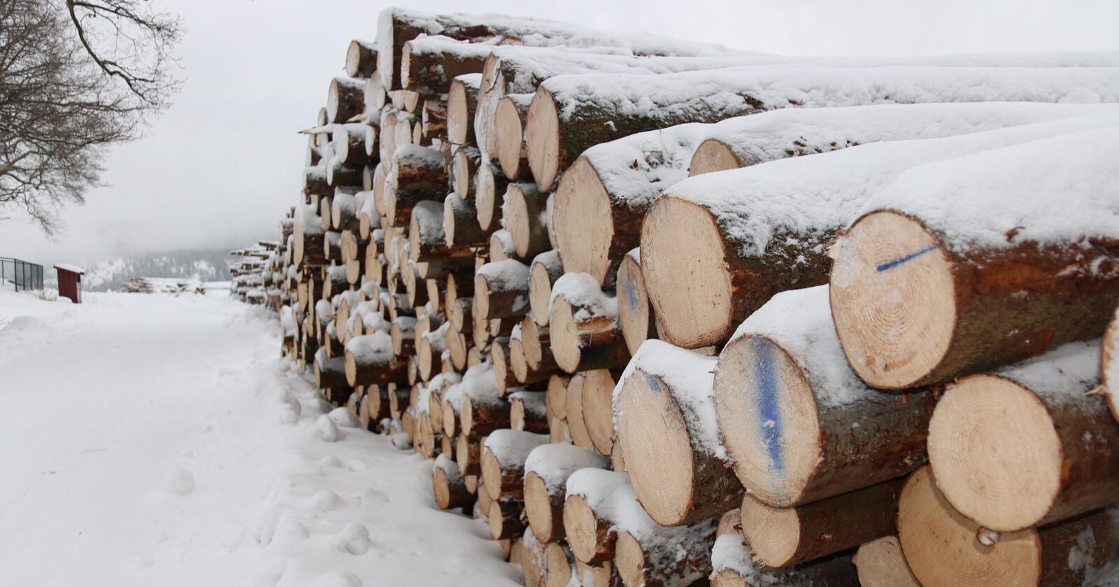 REKORD: Rekordavvirkning i forfjor og rekordavvirkning i fjor. 5,8 milliarder kroner var bruttoverdien på tømmeret som ble avvirket i norske skoger i 2022. Foto: Dag Idar Jøsang