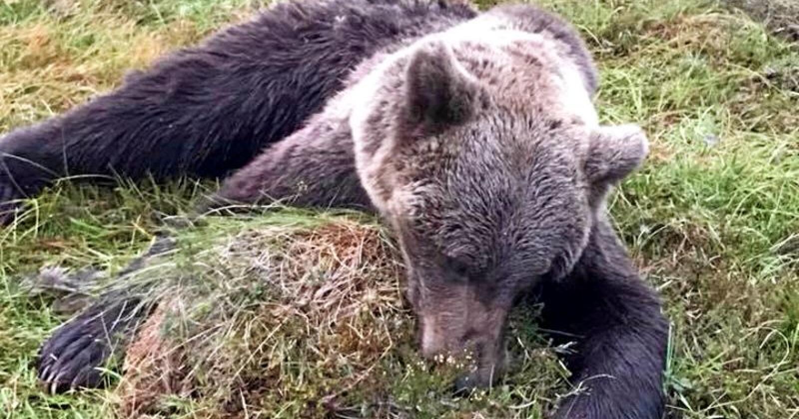 Denne bjørnen ble skutt i Selbu i Trøndelag torsdag ved 20-tiden. Foto: Marit Kjøsnes Renå