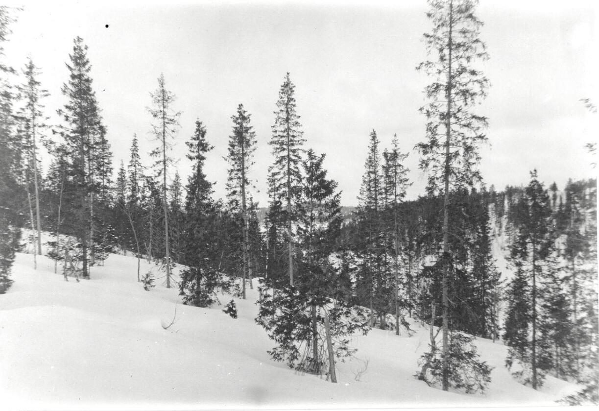Glissent: Dette bildet ble brukt i Agnar Barths kriseartikkel om norsk skog i Tidsskrift for skogbruk i 1916. Foto: Nibio.