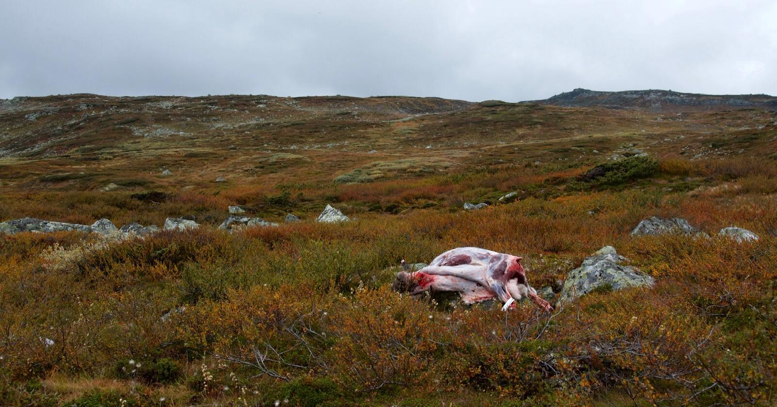 Sjelden vare: Villreinstammen på Hardangervidda teller om lag 6000 dyr. Bør den skytes ned til 1000? Foto: Gunnar Hansli