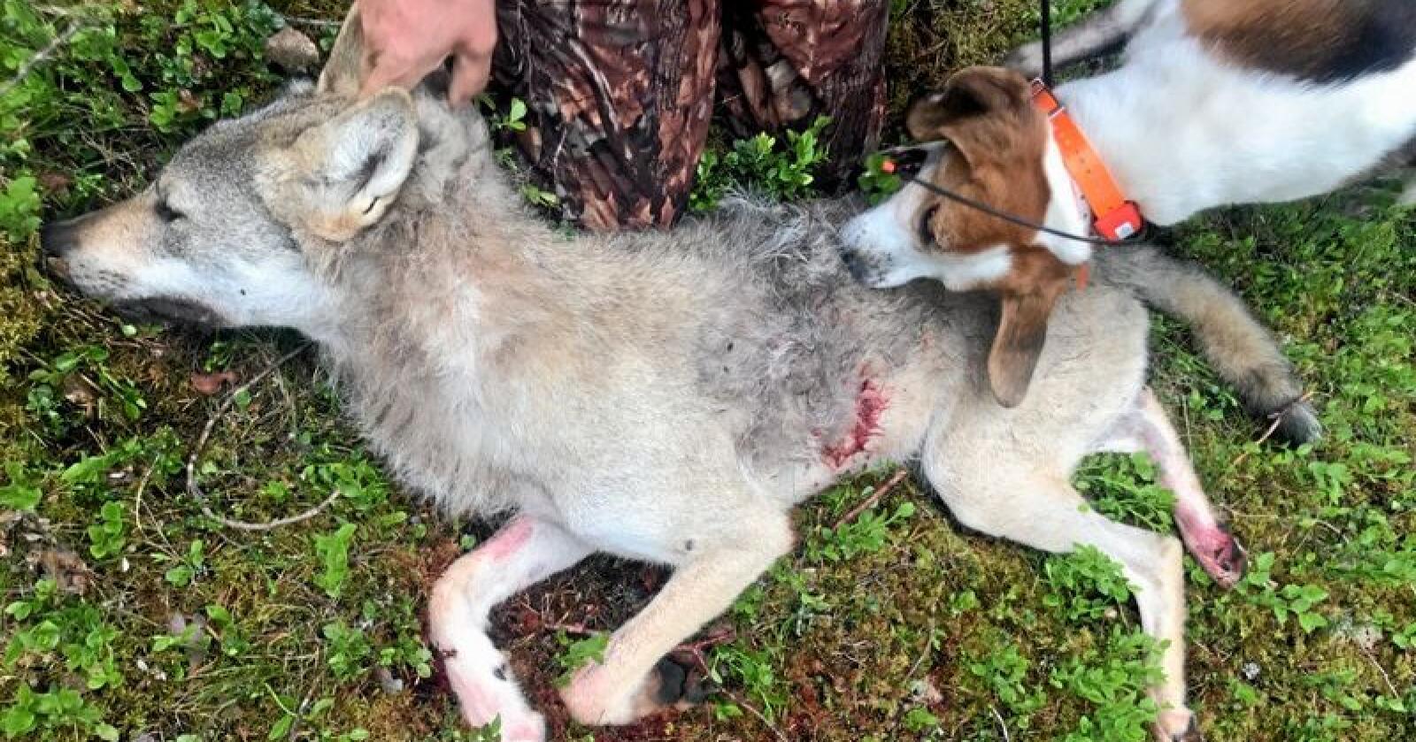 Hunden som fellingslaget benytte seg av da de felte en ulv i Tynset forrige uke snuser på offeret. Jaktmetoden skaper reaksjoner. Foto: Fellingslaget i Nord-Østerdalen