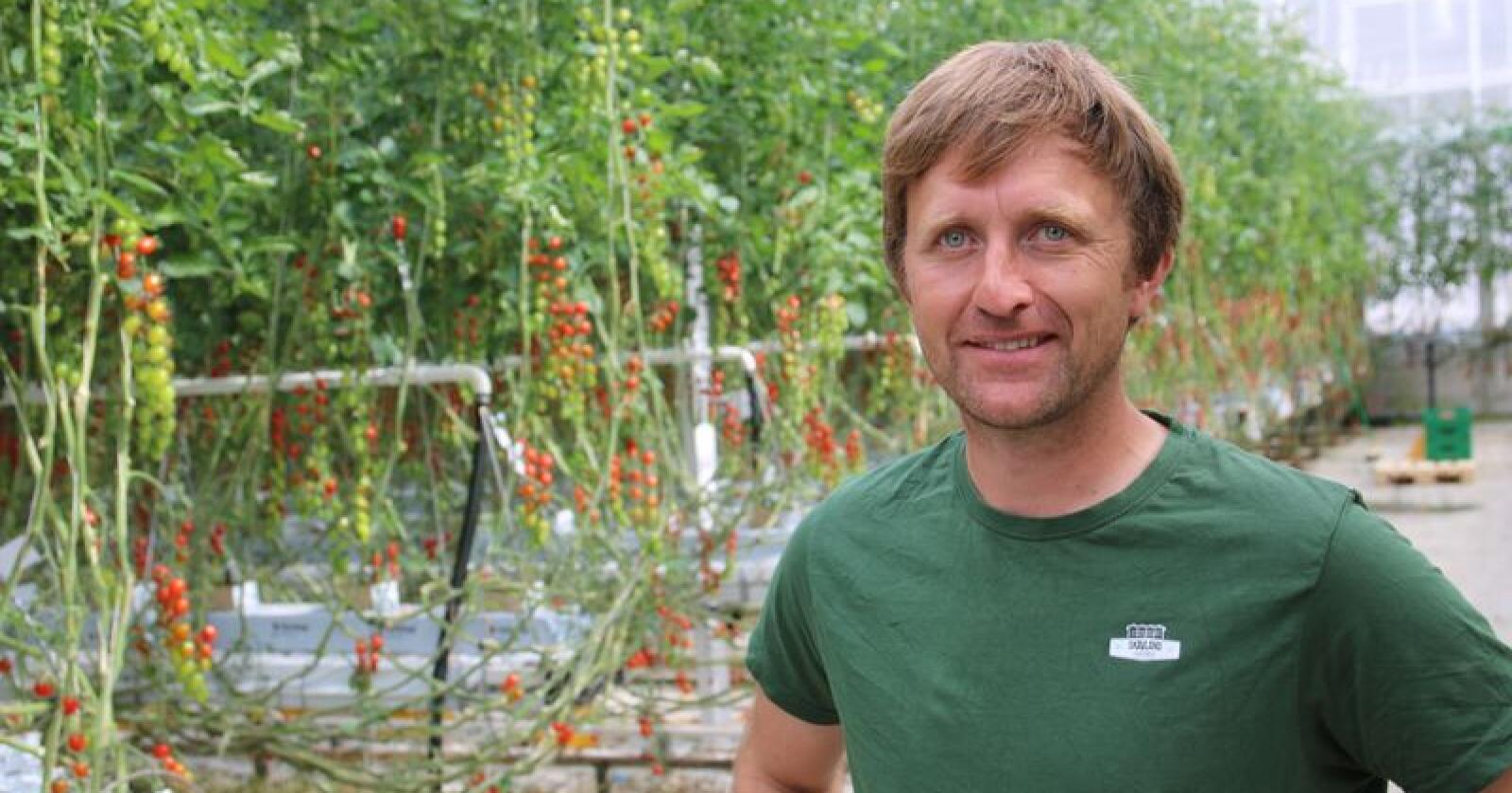 Håvard Skavland på Talgje i Finnøy merker priskonkurransen fra import, men tror norske tomater har gode forutsetninger for å øke markedsandelen. (Foto: Lars Olav Haug)