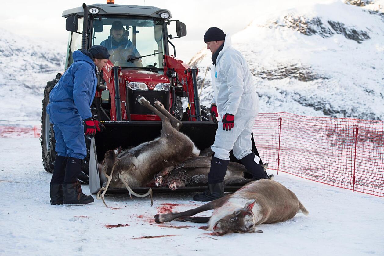 Slakt: Villreinen i Nordfjella blir slakta ned. Foto: Marit Hommedal / NTB scanpix