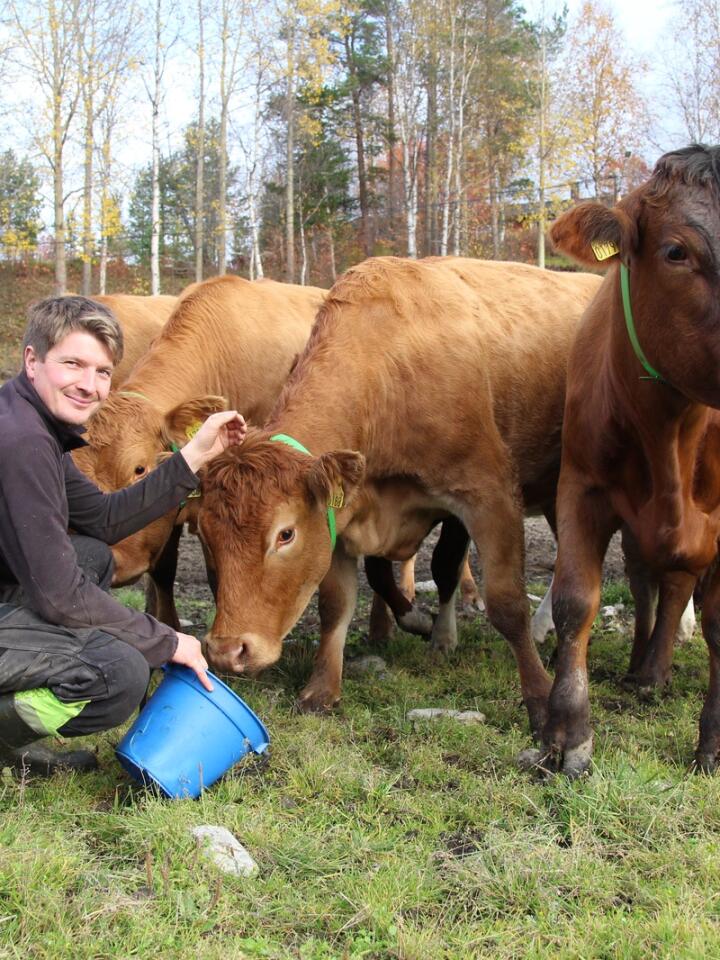 ENDRER STRATEGI: Melkeprodusent Åsmund Nymoen har benyttet rimelig kraftfôr til å oppnå høy melkeytelse og god tilvekst på slakteokser. Nå gjør høye priser at han ønsker å utnytte beiteressursene som han har tilgjengelig, i større grad. 