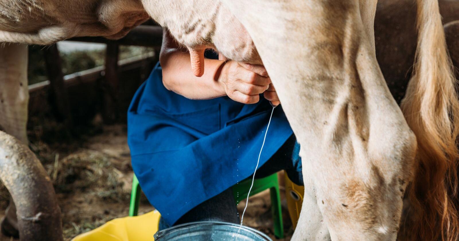  Hvor farlig eller ufarlig er rå melk? Altså melk som ikke er pasteurisert. Foto: Mostphotos