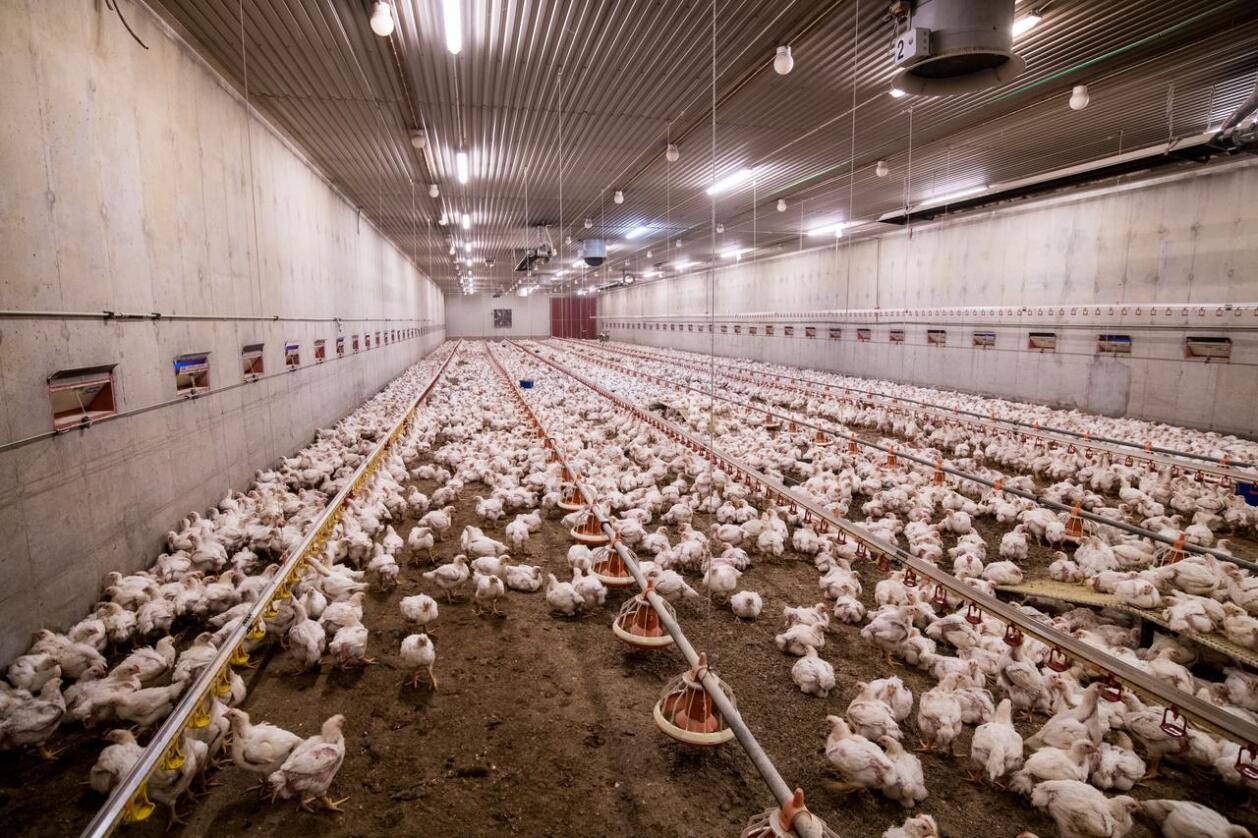 I Danmark sender bondeorganisasjonen Landbrug & Fødevarer direktebilder fra et kyllinghus. Her hjemme har ikke Norges Bondelag planer om å gjøre det samme, i hvert fall ikke med det første. Illustrasjonsfoto: Vidar Sandnes