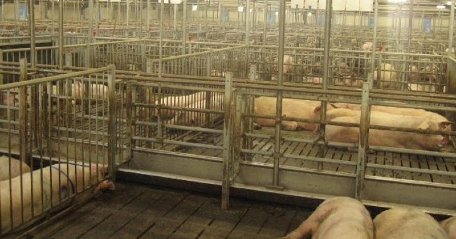 Feil retning: Utviklingen i dyrevelferden hos danske griser, og da især pattegriser, får den danske landbruksministeren til å se rødt.  (Illustrasjonsfoto: Øystein Heggdal)
