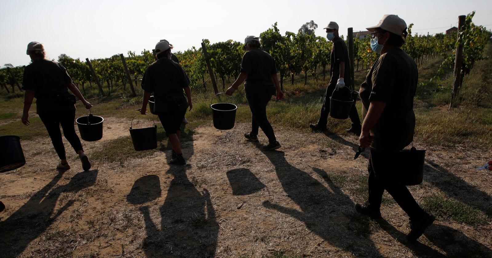400.000 landbruksarbeidere i Italia står ifølge FN i fare for å bli utnyttet. Over 100.000 antas å være utsatt for umenneskelige forhold. Disse arbeiderne plukker vindruer i Latina-provinsen. Foto: AP / NTB
