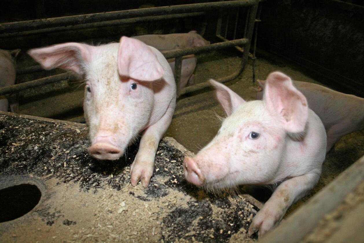Livleg: Med rett stell kan bønder unngå at grisene skadar kvarandre, ifølgje Norsvin. Foto: Bjarne Bekkeheien Aase