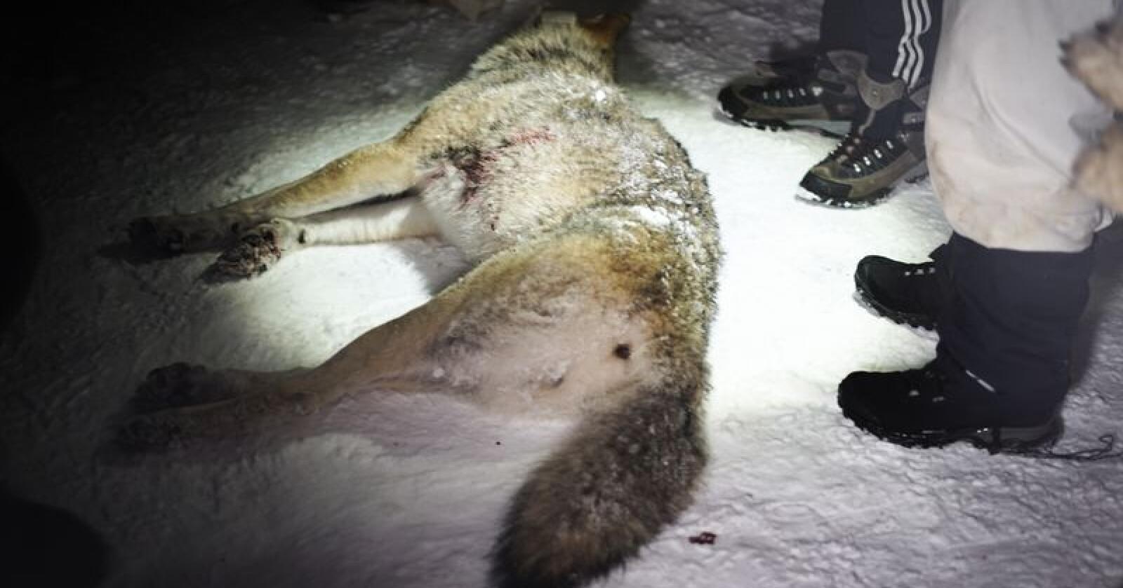 Lisensjakta på ulv tillates både i Sverige, Finland og Norge. Her en ulv som ble felt i Rendalen i Hedmark i fjor vinter. Foto: Benjamin Hernes Vogl
